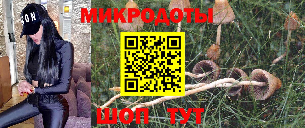 Псилоцибиновые грибы Psilocybe  Вход с VPN  Малоярославец 